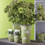 24-Inch Blossom Bud Stem