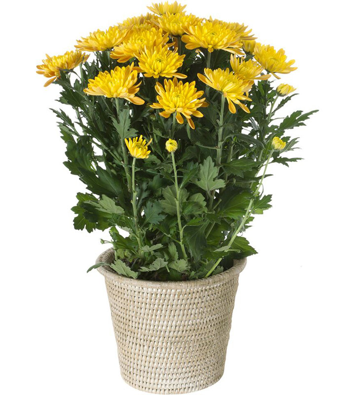 Pot à fleurs en rotin Everard, Grand, Blanc délavé