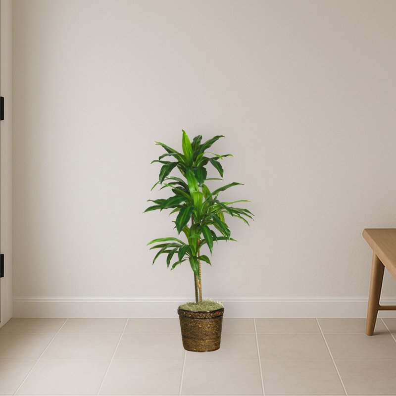 Dracaena Silk Plant with Basket