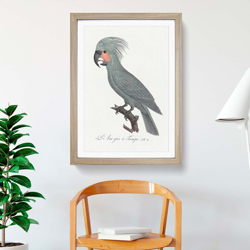 A Palm Cockatoo by F. Levaillant - Single Picture Frame Painting, 45cm H x 33cm W x 2cm D, Oak Framed