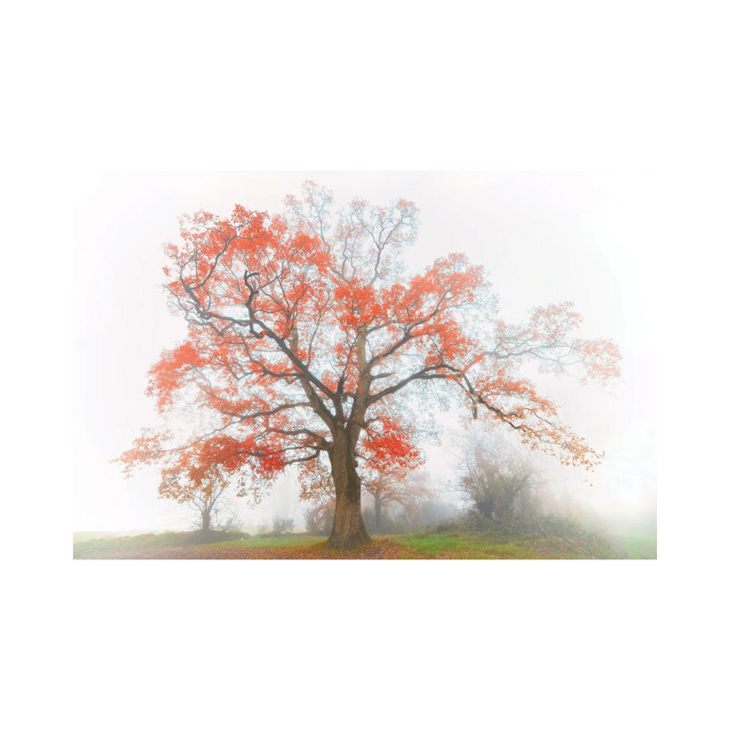 The Red Oak In The Myst by Philippe Manguin - Wrapped Canvas Print, 66.04 cm H x 45.72 cm W x 1.91 cm D