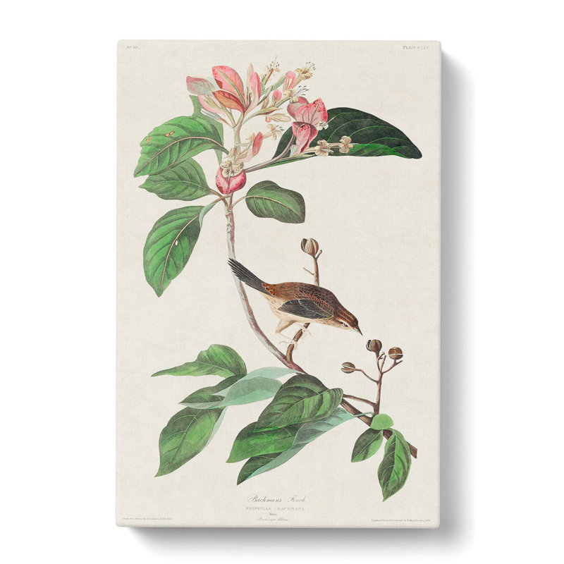 Bachmans Finch by John Audubon - Wrapped Canvas Painting, 50cm H x 35cm W x 3cm D