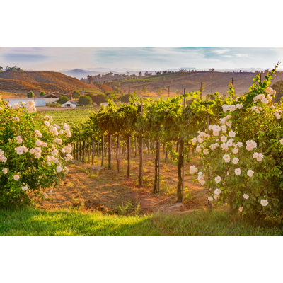 California Vineyard at Dusk par Ron et Patty Thomas