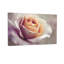 Plantes et fleurs pétales de rose doux dégradé de couleur délicate-518483090