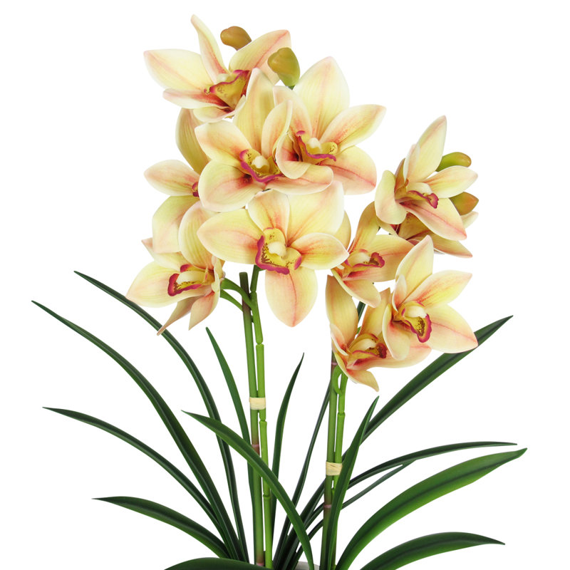 Orchids Arrangement in Pot