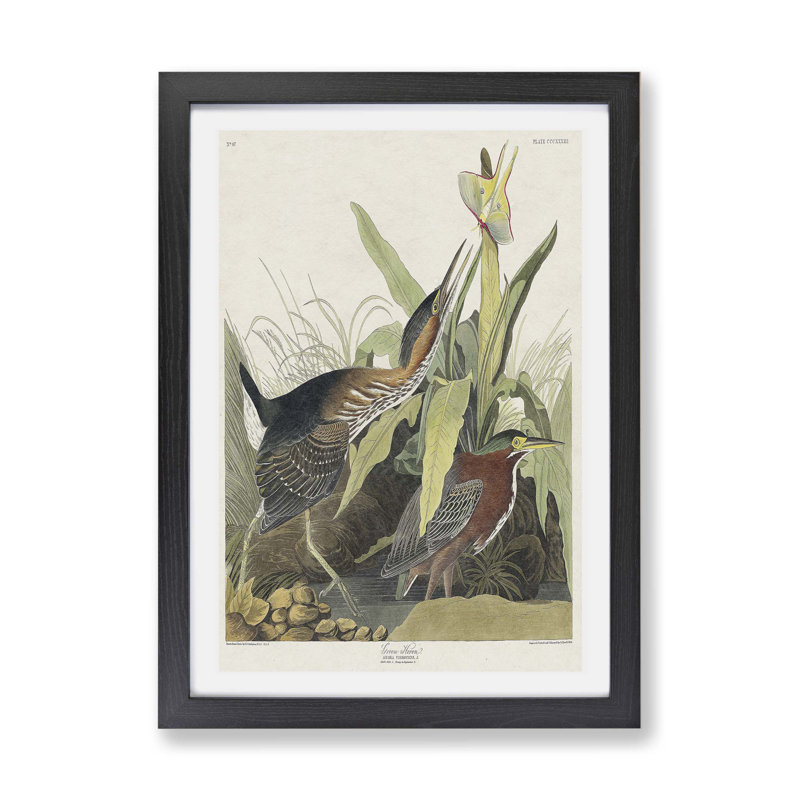 Heron by John Audubon - Single Picture Frame Painting, Black, 45cm H x 63cm W x 2cm D