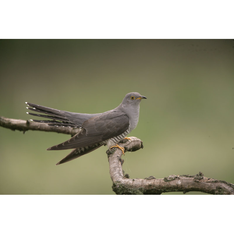 Coucou, Cuculus Canorus - Photographie sur toile tendue, H 24 po x l 36 po