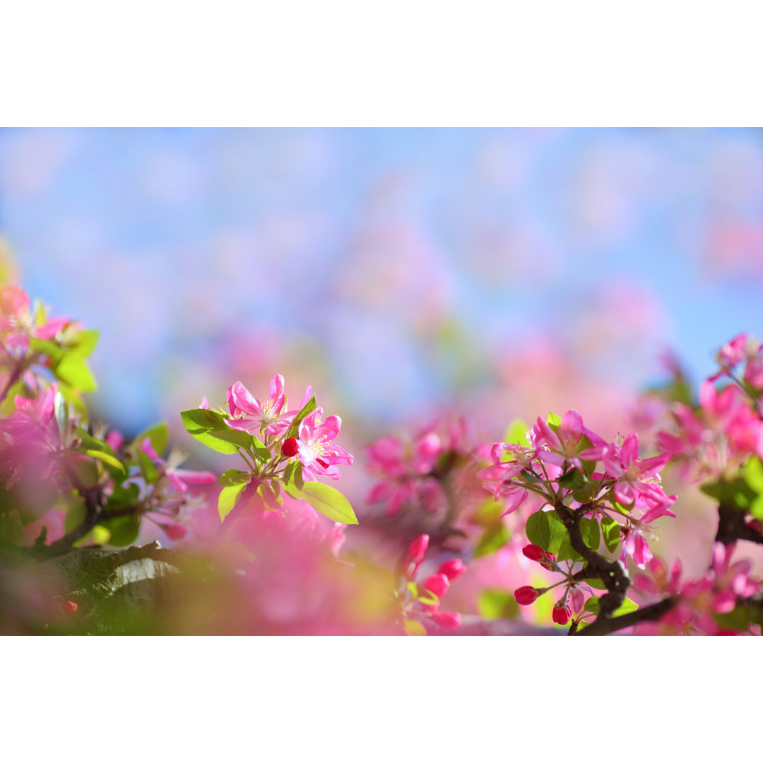 Frühling Blumen Hintergrund von Bgfoto - Leinwandbild