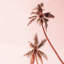 Sunset Palm Trees by Gale Switzer-1587353723-1587353721-1587353720