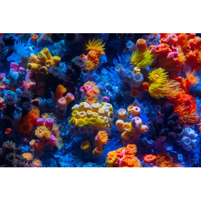 Coral Reef by Tobiasjo