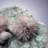 Mesolite on Green Apophyllite