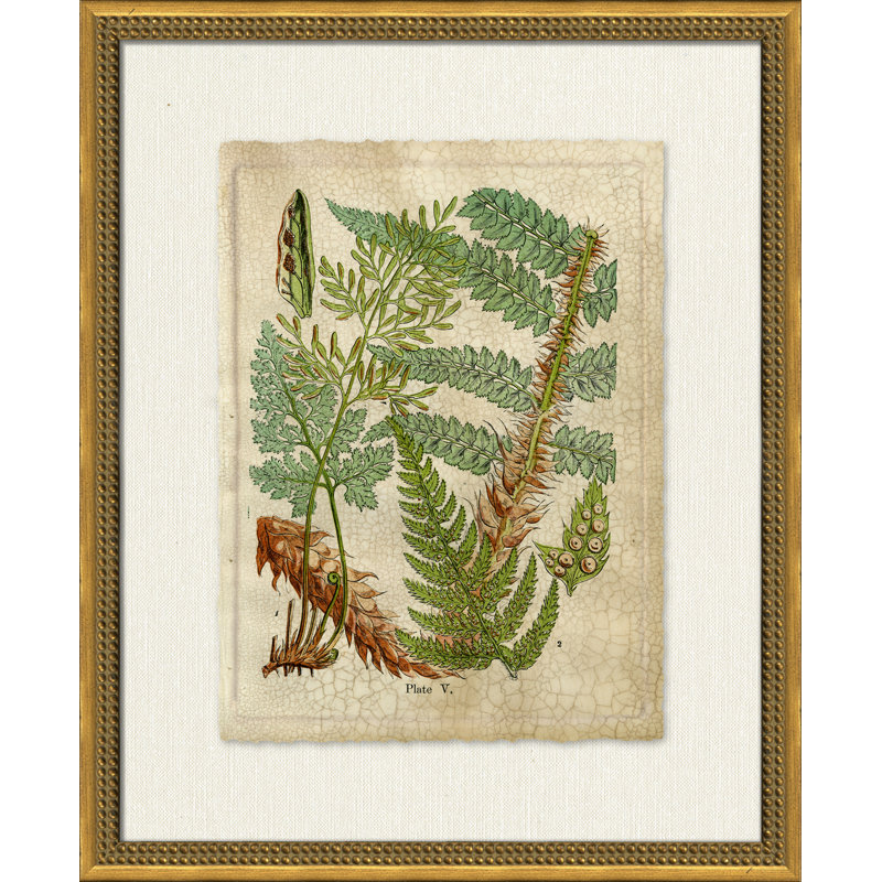Crackled Fern Cluster II - Peinture encadrée sur papier