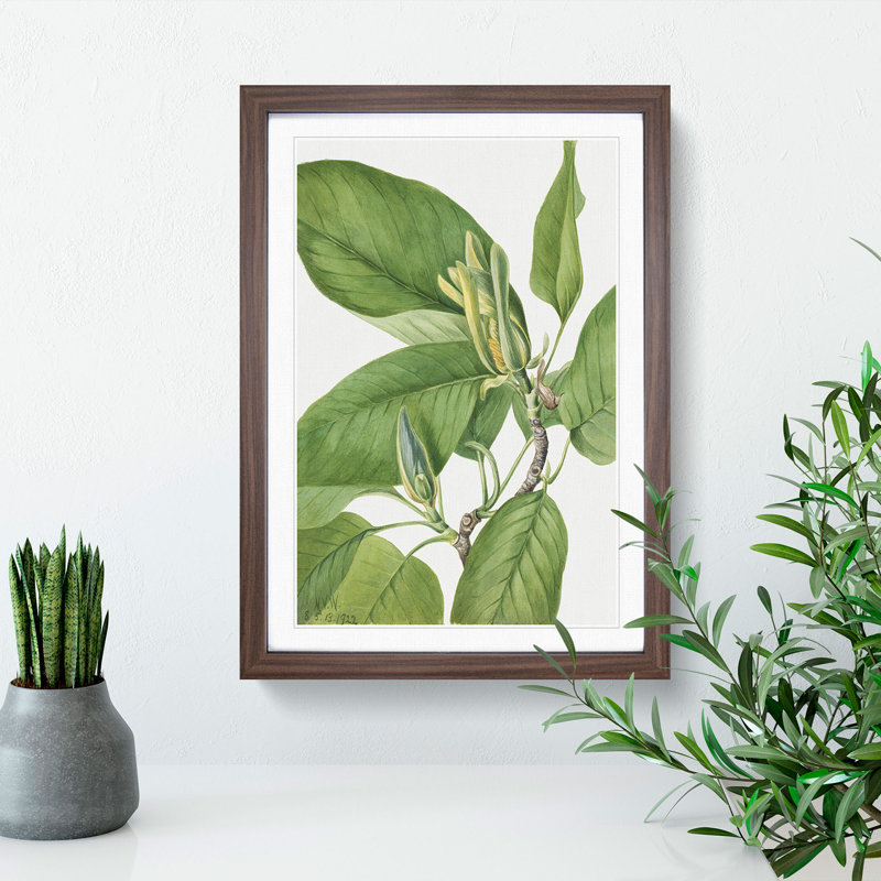 Cucumbertree by Mary Vaux Walcott - Picture Frame Graphic Art, Walnut Framed, 48cm H x 36cm W x 2cm D