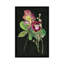 «Couroupita Guianensis II» par Melissa Wang, impression sur toile tendue-29482756-73581953-73581954