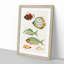 East Indies Fish Illustrations Fol. 23 by Louis Renard - Picture Frame Painting Print-55547304-55547307