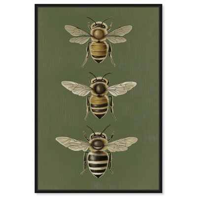 Anatomie de l'abeille 