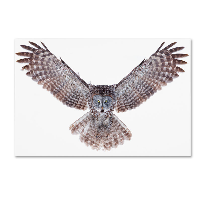 « great grey hibou », impression sur toile tendue, H 12 po x l 19 po