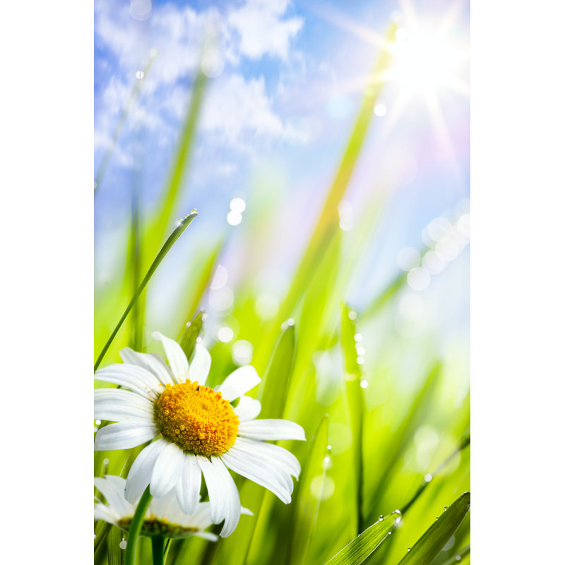 Natural Summer Background by Konstanttin - Wrapped Canvas Print, 30cm H x 20cm W x 3.8cm D