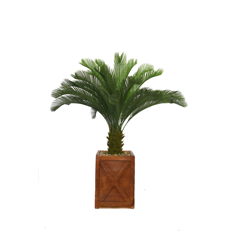 Palmier Cycas Panama