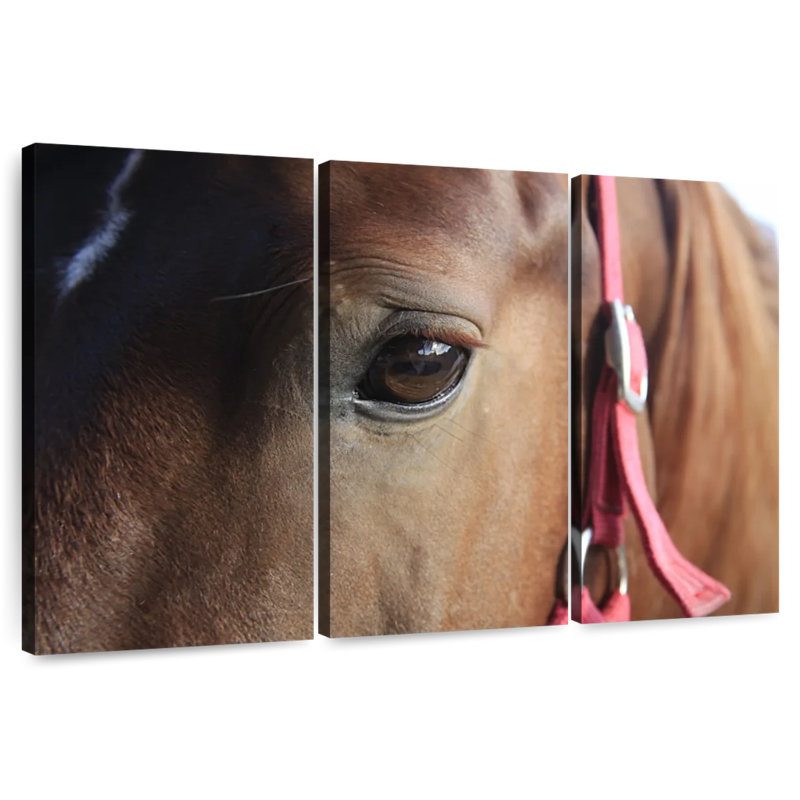 Œil de cheval brun, H 48 po x l 74 po