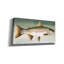 «Rainbow Trout No Border» par David Carter, art mural sur toile brune-162576470