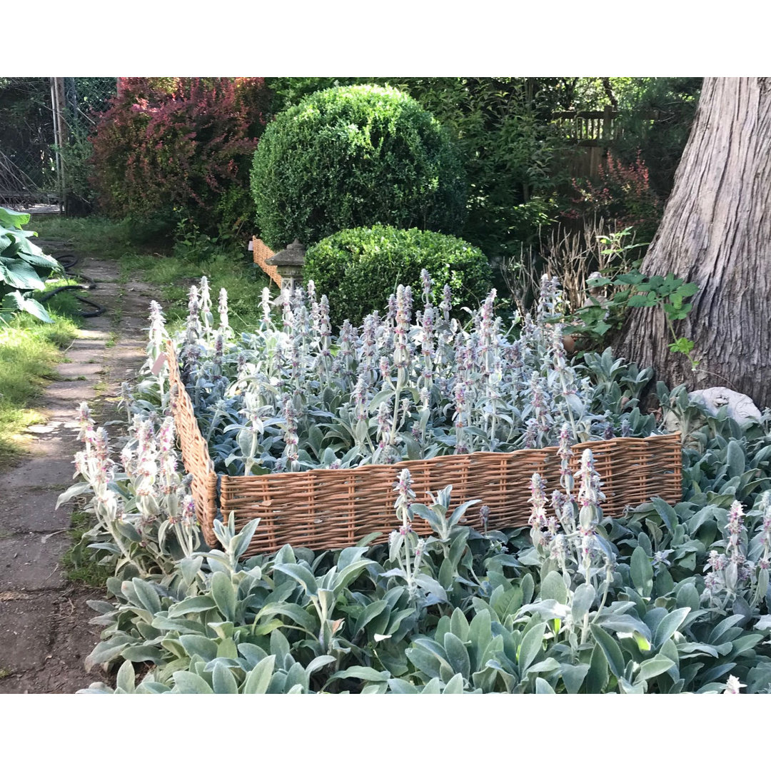 Wood Lawn Edging MGP 