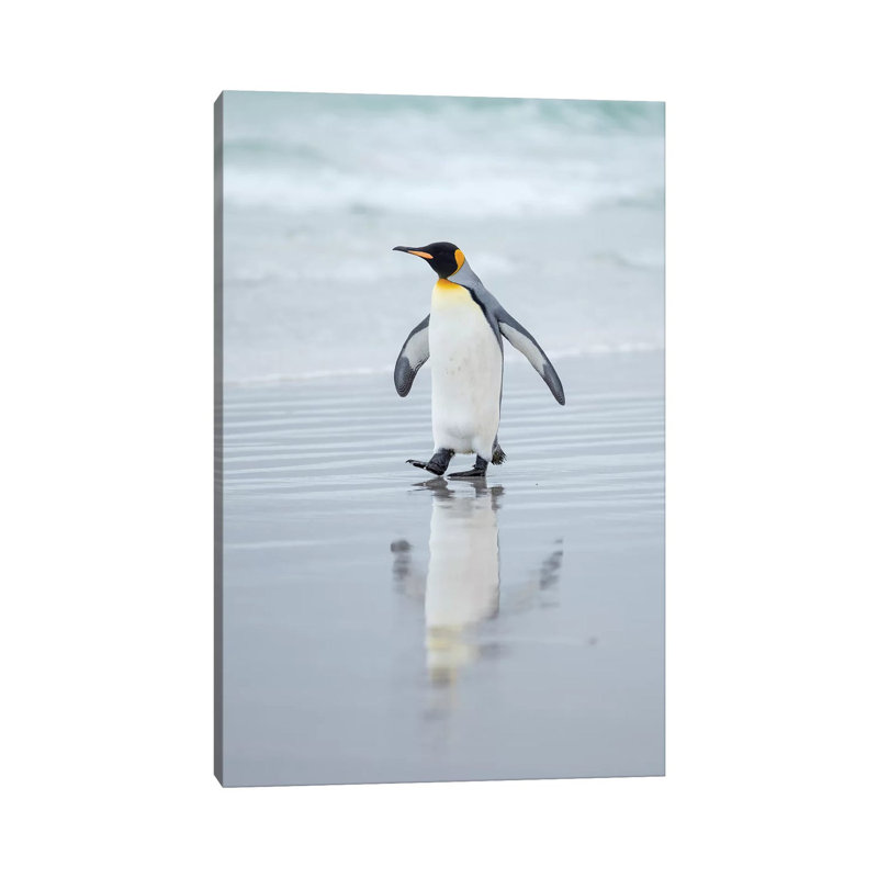 King Penguin On Falkland Islands. by Martin Zwick - Wrapped Canvas Gallery-Wrapped Canvas Giclée, 20.32 cm H x 30.48 cm W