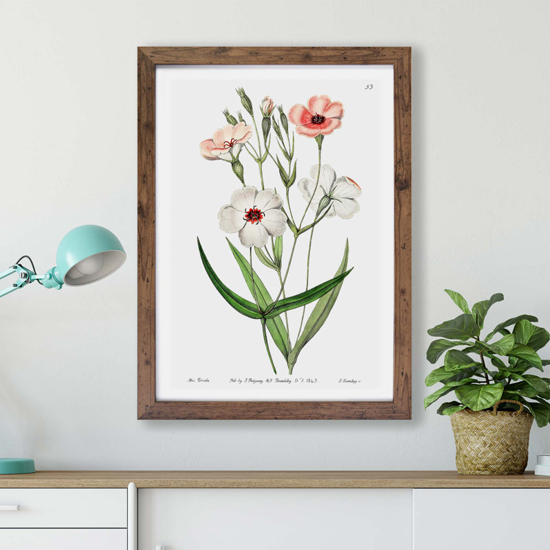Viscaria Flowers - Framed Print, 33cm H x 45cm W x 2cm D, Walnut