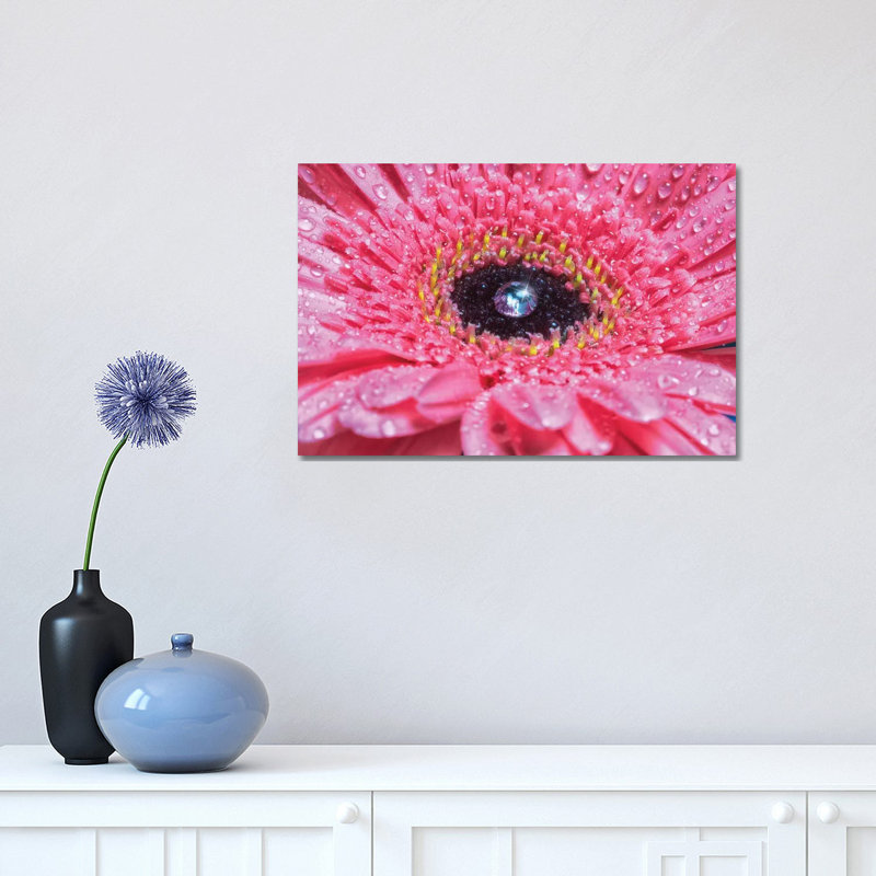 Pink Daisy With Water Droplets - Wrapped Canvas Print, 30.48cm H x 45.72cm W x 1.905cm D