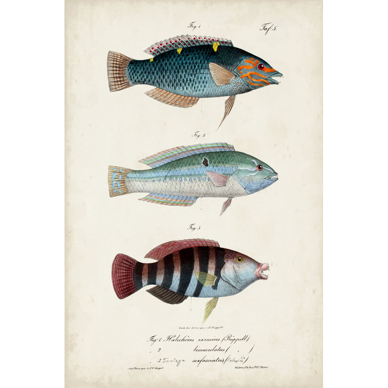 " Antique Fish Trio III ", 48" H x 32" W x 1.25" D