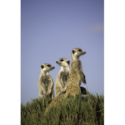 3 Meerkats Standing Sentry by Pjmalsbury