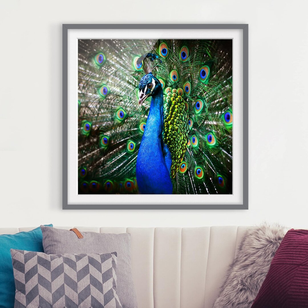 Gerahmtes Poster Elegant Peacock