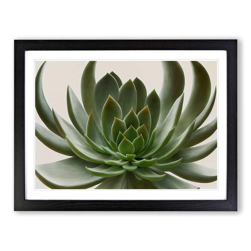 Luscious Succulent Plant - Single Picture Frame Print, Black, 25cm H x 34cm W x 2cm D