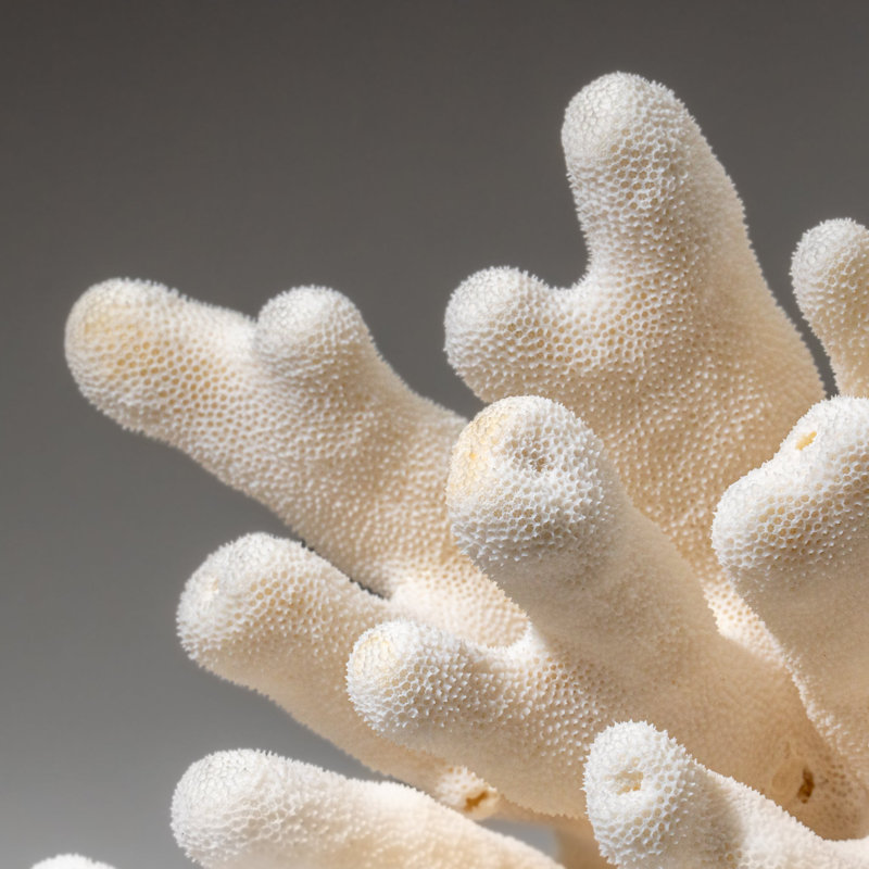 Genuine White Cat's Paw Coral (5 Lbs)