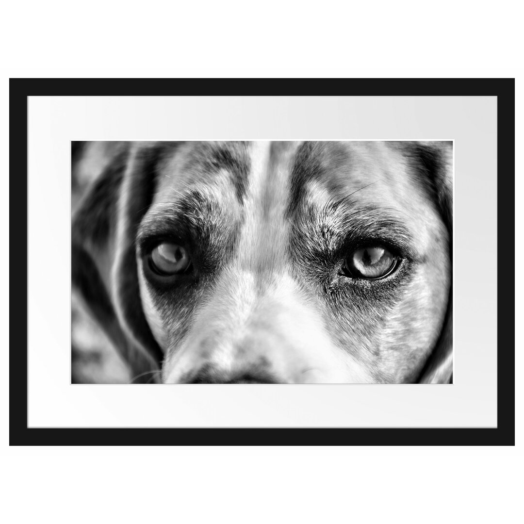 Gerahmtes Poster Große Beagle-Augen