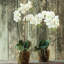 Conservatory Orchid Drop-In-1554782239