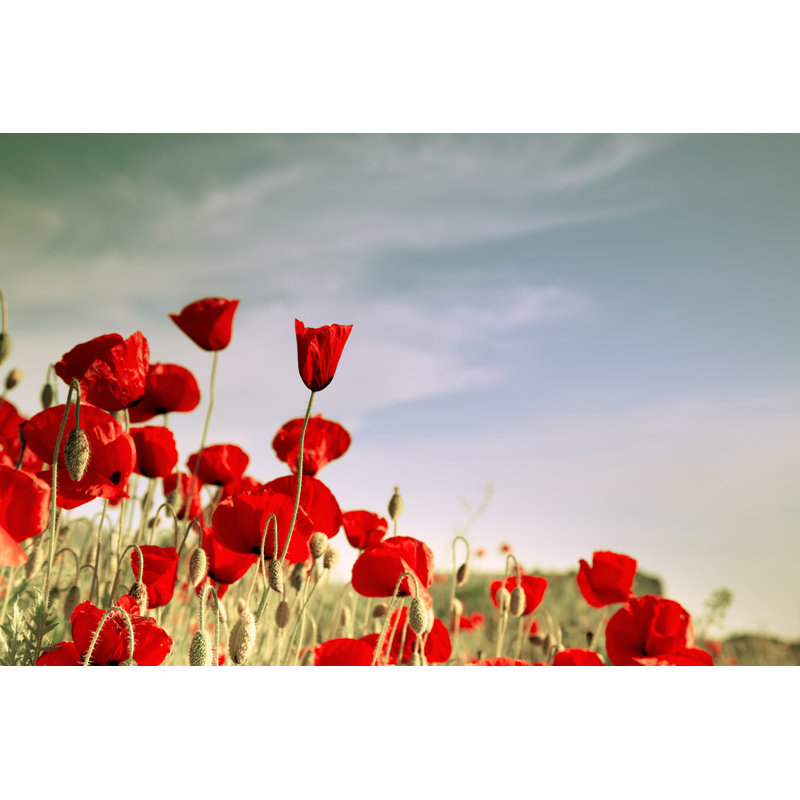 Red Poppies by AlekseySagitov - Wrapped Canvas Print, 30cm H x 46cm W