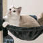 Cellestine 68.1'' H Cat Tree-1392743692