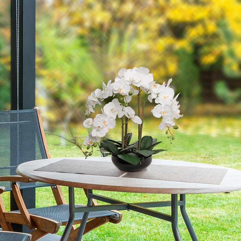 Orchidée blanche 20 po Phalaenopsis en pot rond noir