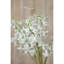 Cymbidium Spray-111171235
