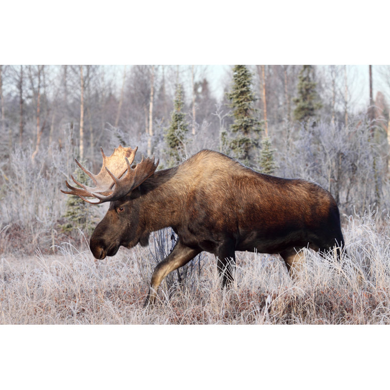 Bull Moose by DougLloyd - Wrapped Canvas Print, 61cm H x 91cm W