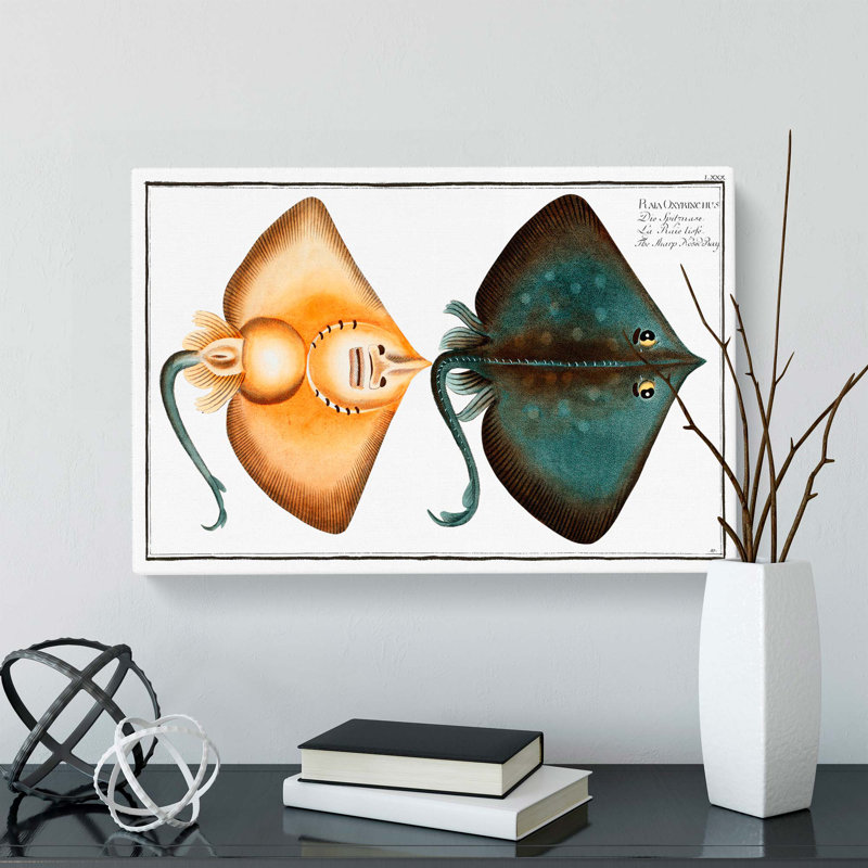 Sharp Nosed-Ray Fish by M.E. Bloch - Wrapped Canvas, 40cm H x 60cm W x 3cm D