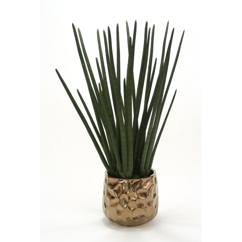 Plante de sol en pot sanseveria, Doré brulé