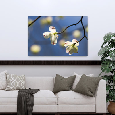 Close-Up Of Flowering Dogwood Flowers On Branches, Atlanta, Georgia, Usa Abstract Contemporary Flower Landscape Wall Art