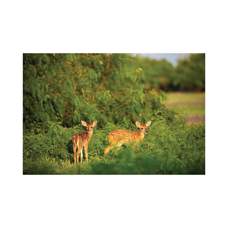 White-Tailed Deer (OdocoileUS Virginianus) Fawn Resting In Cover by Larry Ditto - Wrapped Canvas Gallery-Wrapped Canvas Giclée