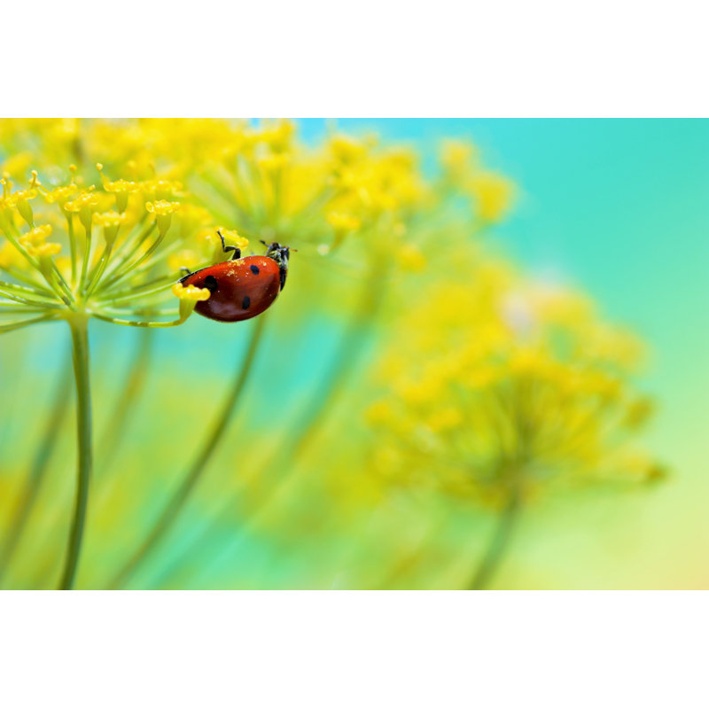 Ladybug On Flower by Aydinmutlu - Wrapped Canvas Print, 61cm H x 91cm W x 3.8cm D