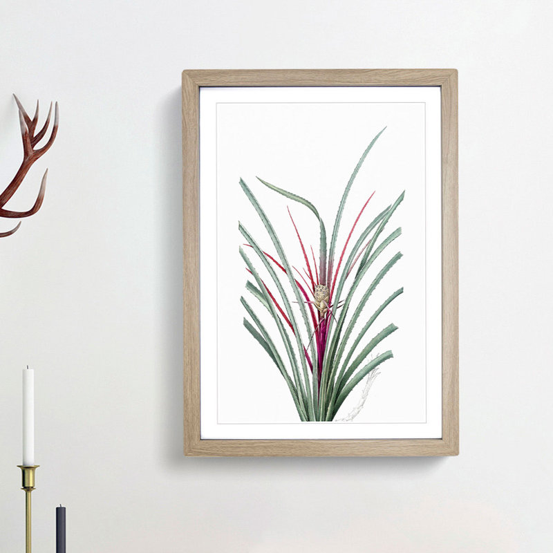 Plumier's Bromelia Flower by Pierre-Joseph Redoute - Picture Frame Painting Print, 36cm H x 27cm W x 2cm D, Oak Framed