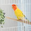 Extra Large Bird Cage, Metal Parrot Cage