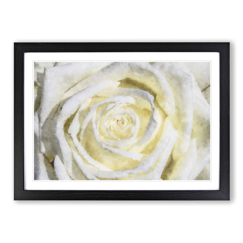 Crisp White Rose - Picture Frame Graphic Art Print, Black Framed, 33cm H x 45cm W x 2cm D