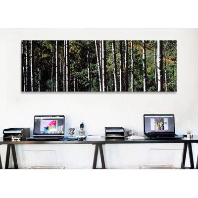 " White Aspen Tree Trunks CO USA " by Panoramic Images